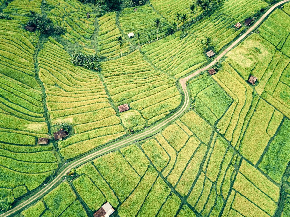 Indonesia plans farm estate in Borneo to boost food security