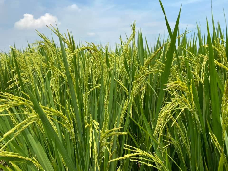 雪政府下放逾100万 助沙白稻农灭虫保心血