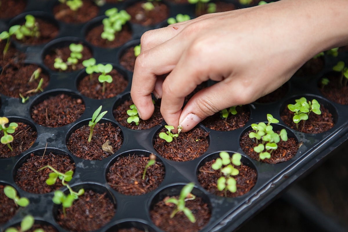 Aquaponic, hydroponic methods to increase fresh produce, says state exco