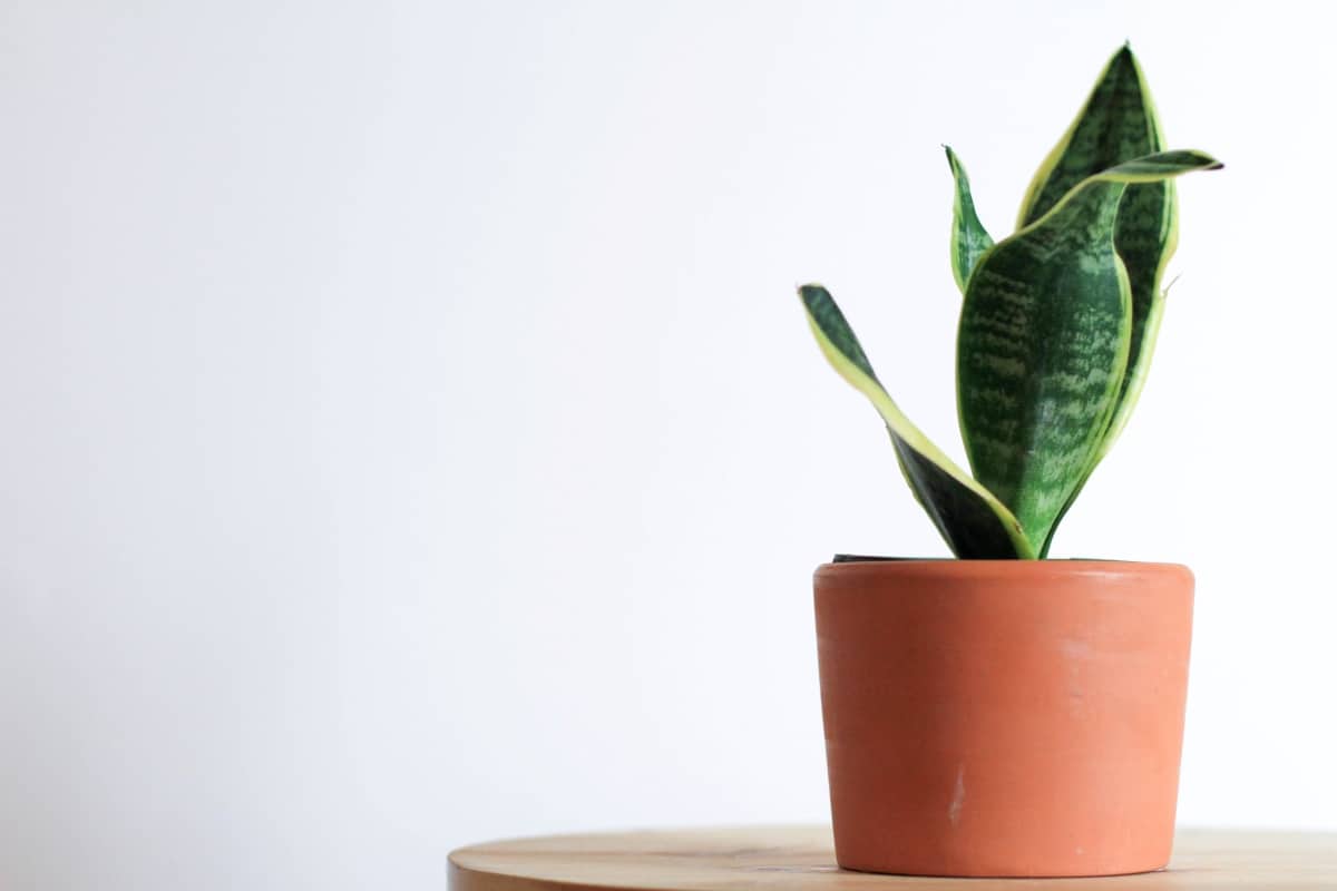 Growing snake plant indoors may be harmful to health