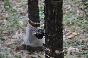 Local latex production still unable to meet industry demand 