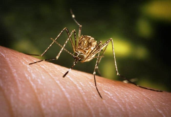 28 people infected with chikungunya in Kulim