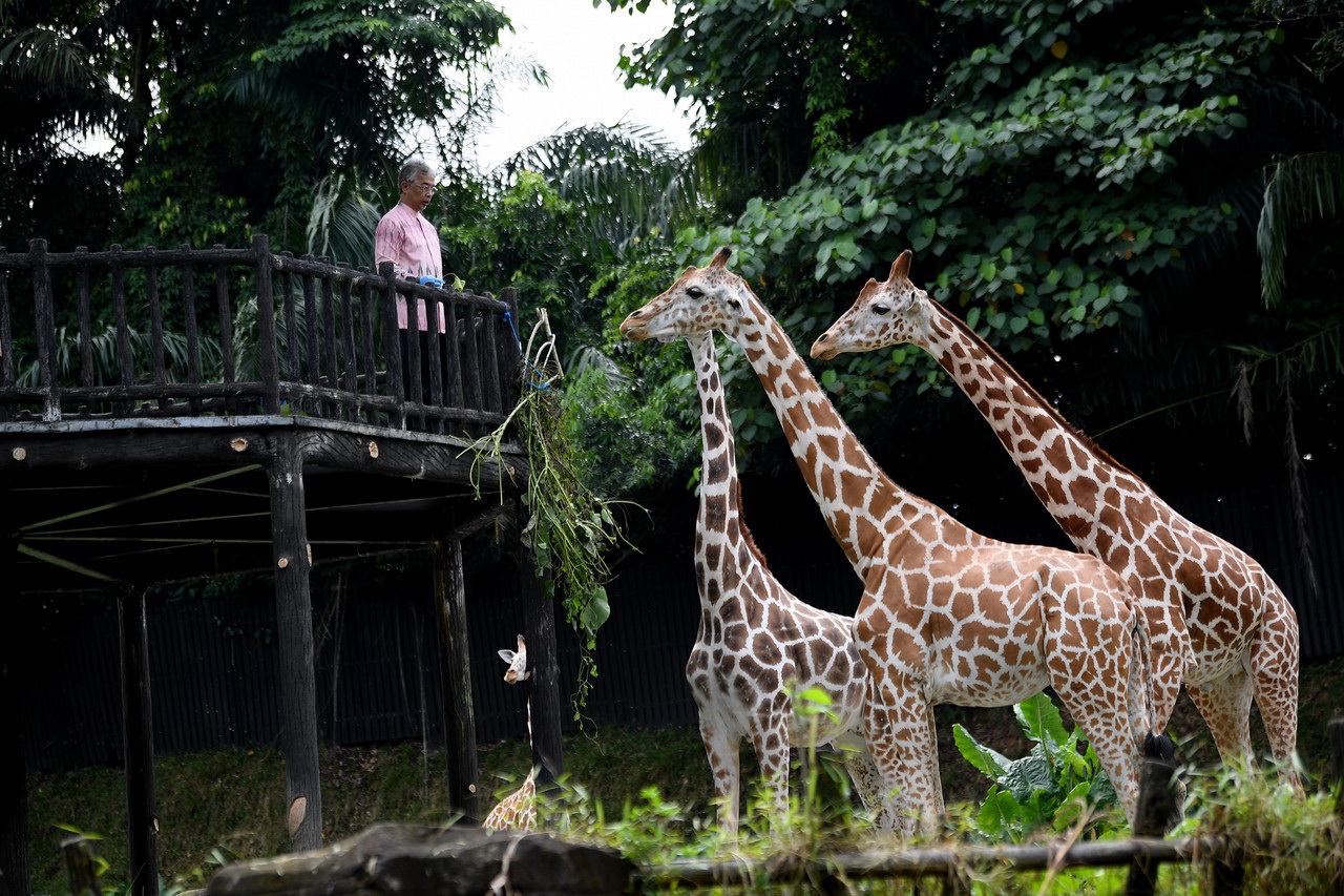 UEM Edgenta taja sepasang Zirafah Zoo Negara
