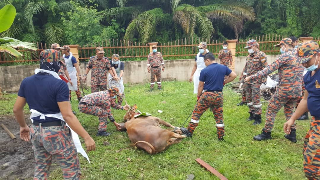 元首捐赠100头牛供宰牲仪式  国家王宫分肉予1.4万受惠者