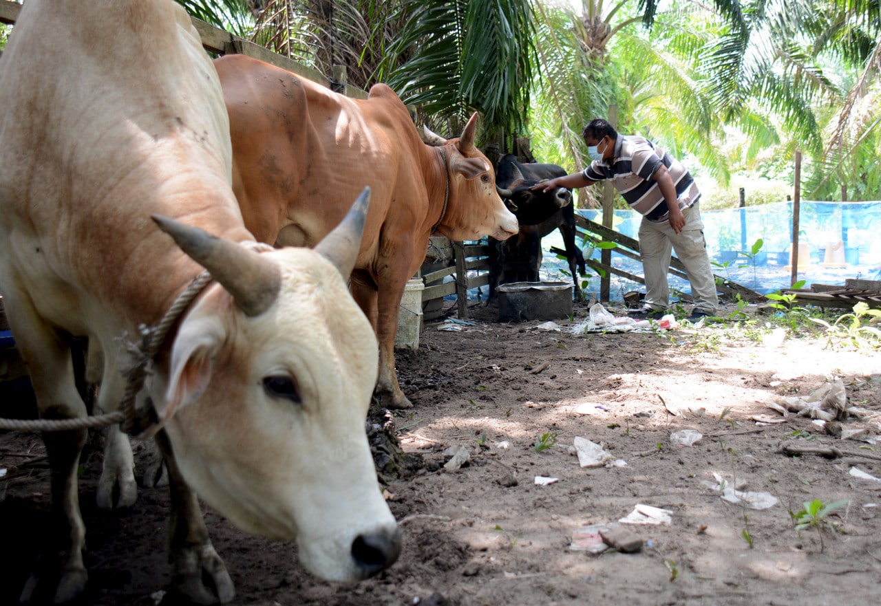 Thailand sedia bekal semula lembu ke Malaysia menjelang Aidiladha