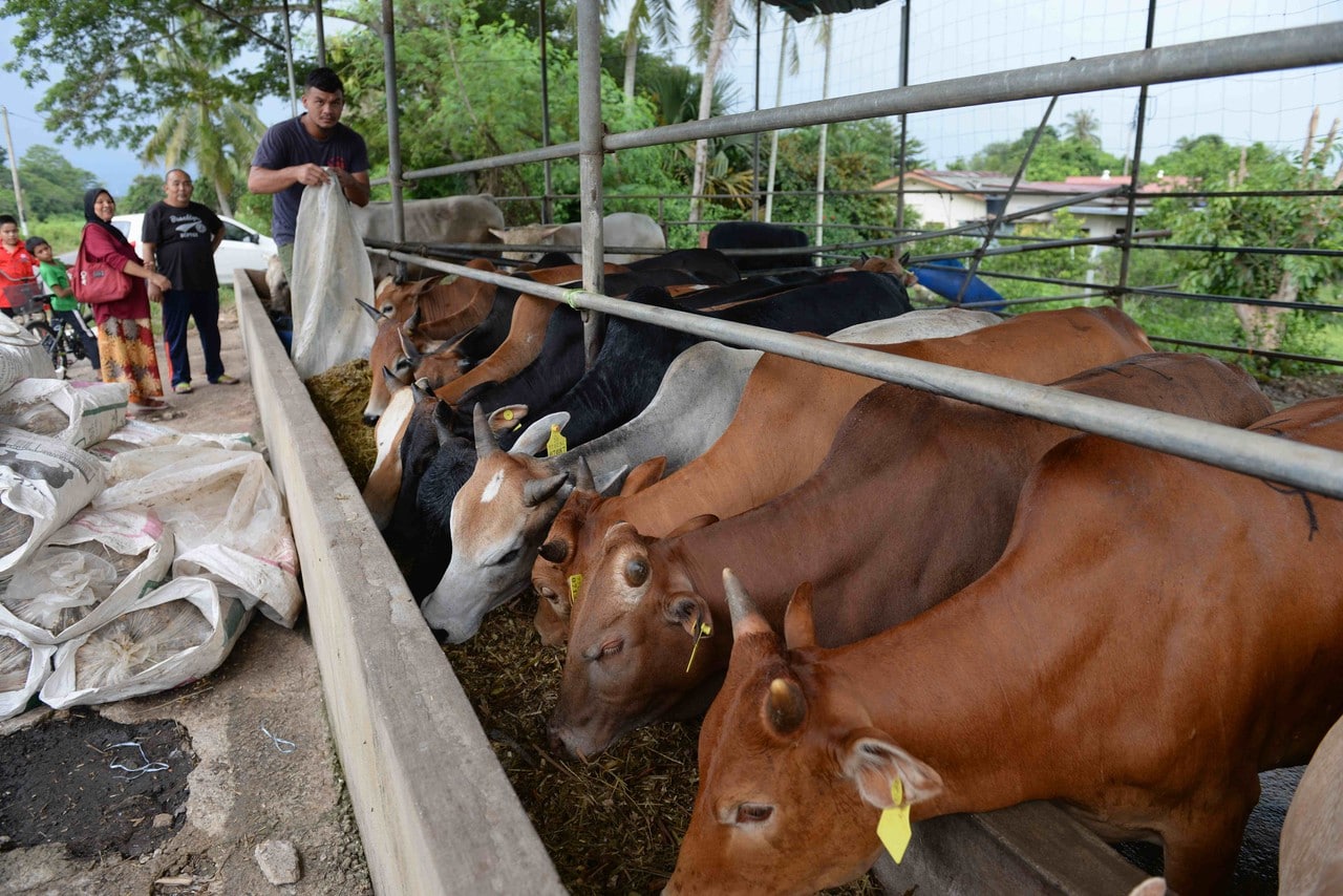 Polis buat risikan sindiket sorok dadah dalam dubur  lembu, kambing