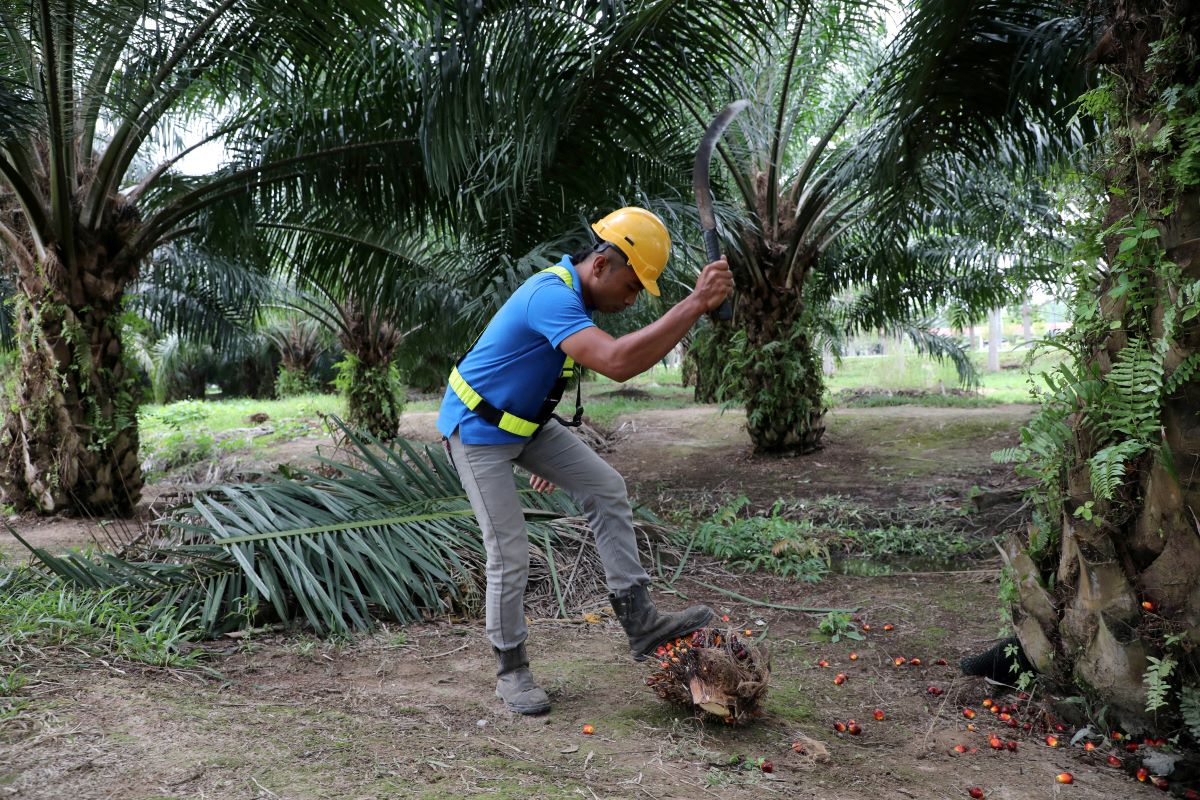WTO  rules EU Delegated Act discriminatory against Malaysia — Johari