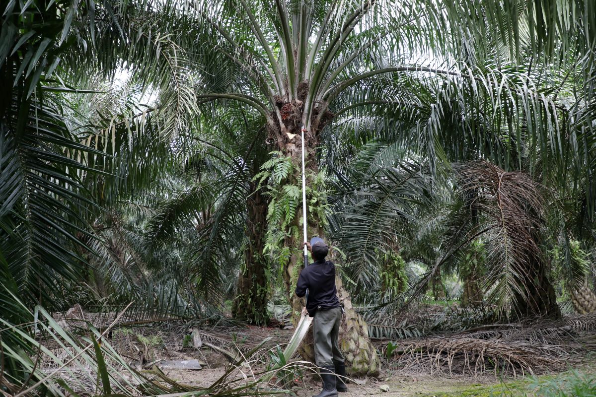 MPOB: Only 25.5 pct of oil palm smallholders MPSO certified