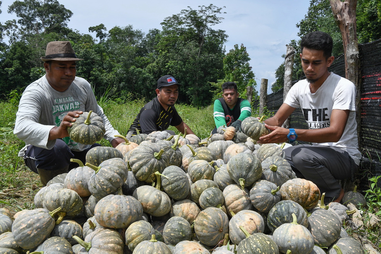 Empat sekawan manfaat usia muda usaha tanah terbiar
