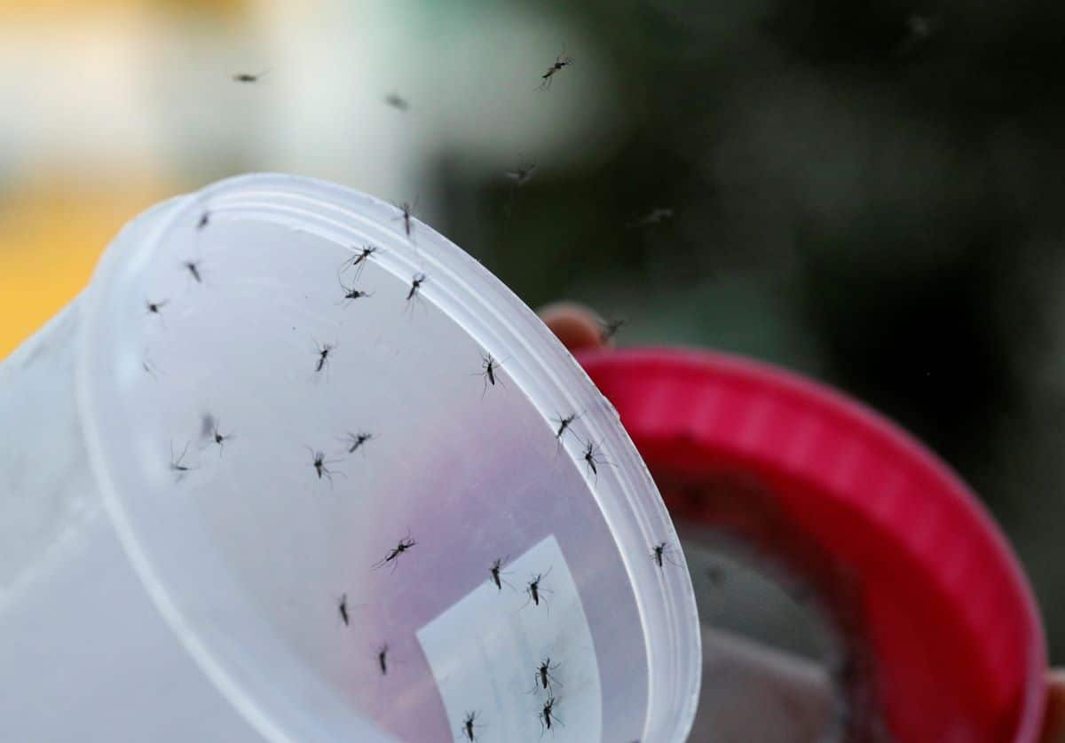 Dengue cases up 14.8 pct last week — Health D-G
