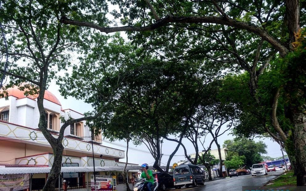 八打灵再也市政厅拨40万 管理与解决高危树木问题