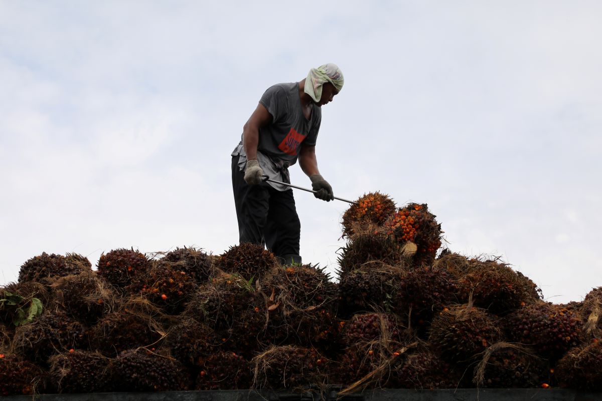 Palm oil industry expected to benefit from Jo Ghani's ministerial appointment
