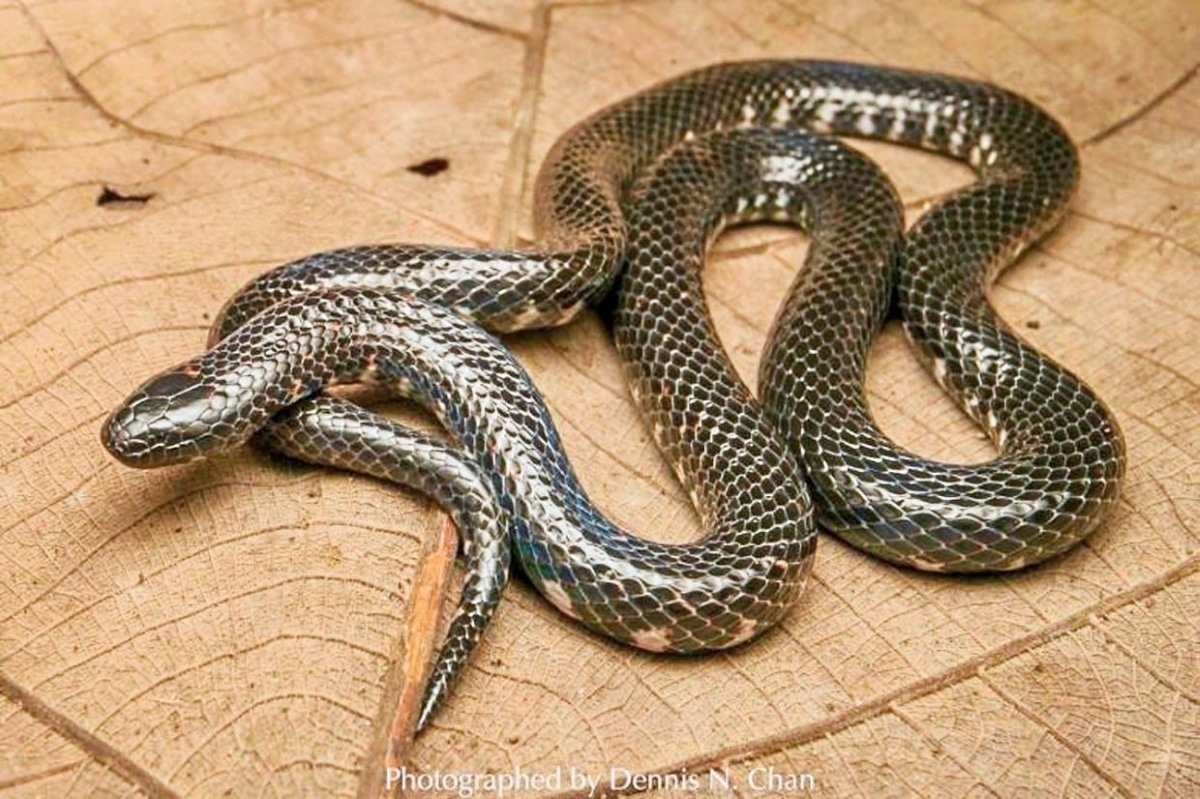 Report: Rare Selangor mud snake spotted in Singapore after 106 years