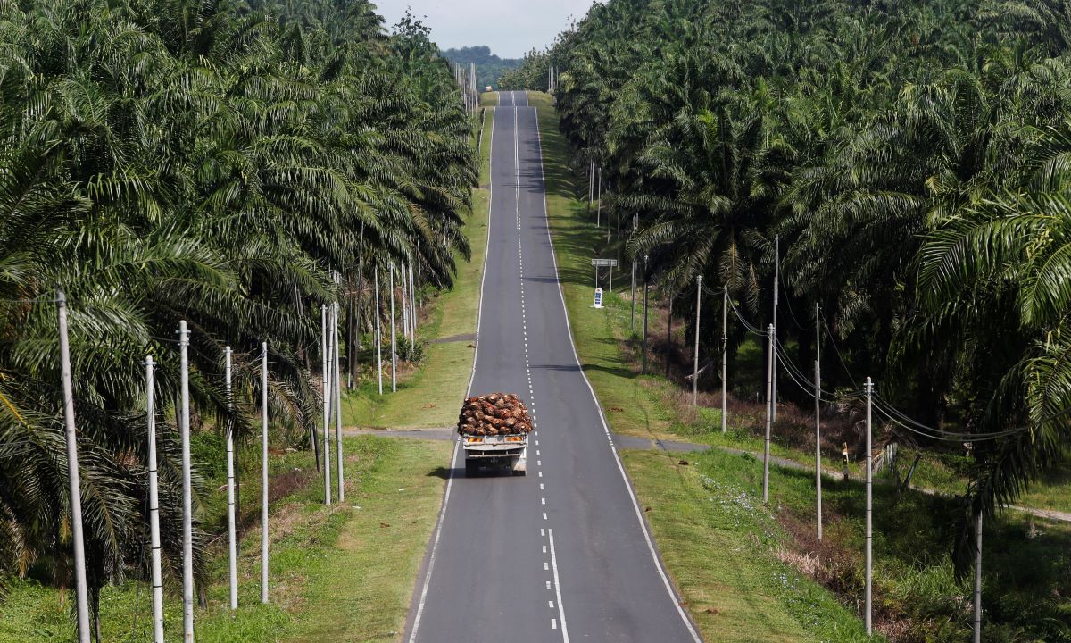 Strengthening ESG reporting can enhance Malaysian plantation firms’ credibility