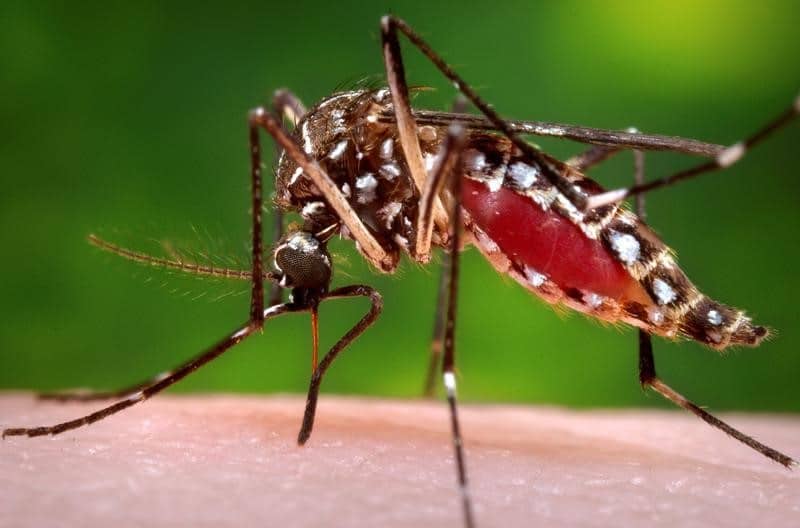 Dengue cases down from January 21 to 27, seven deaths reported