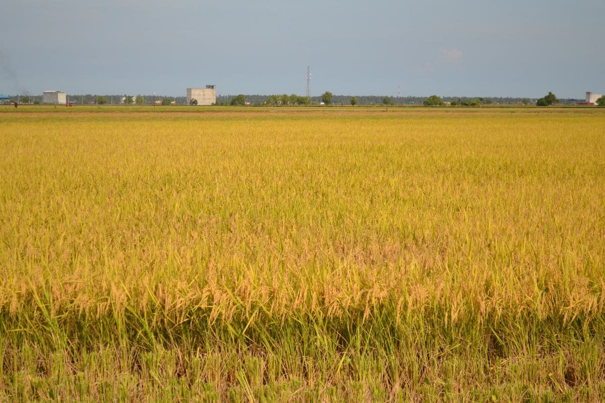Mafi targets 75 per cent rice production following Covid-19