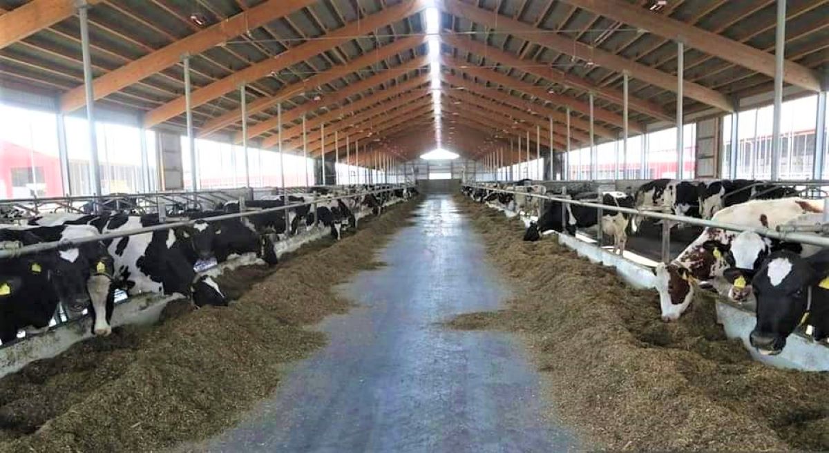 UPM to develop dairy valley in Keningau