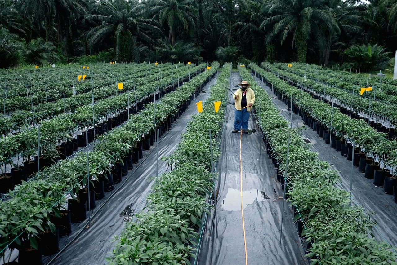 Air naik paras leher, kebun cili musnah sekelip mata