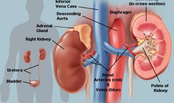 15 விழுக்காட்டு மலேசியர்கள் கடுமையான சிறுநீரக நோயினால் பாதிப்பு