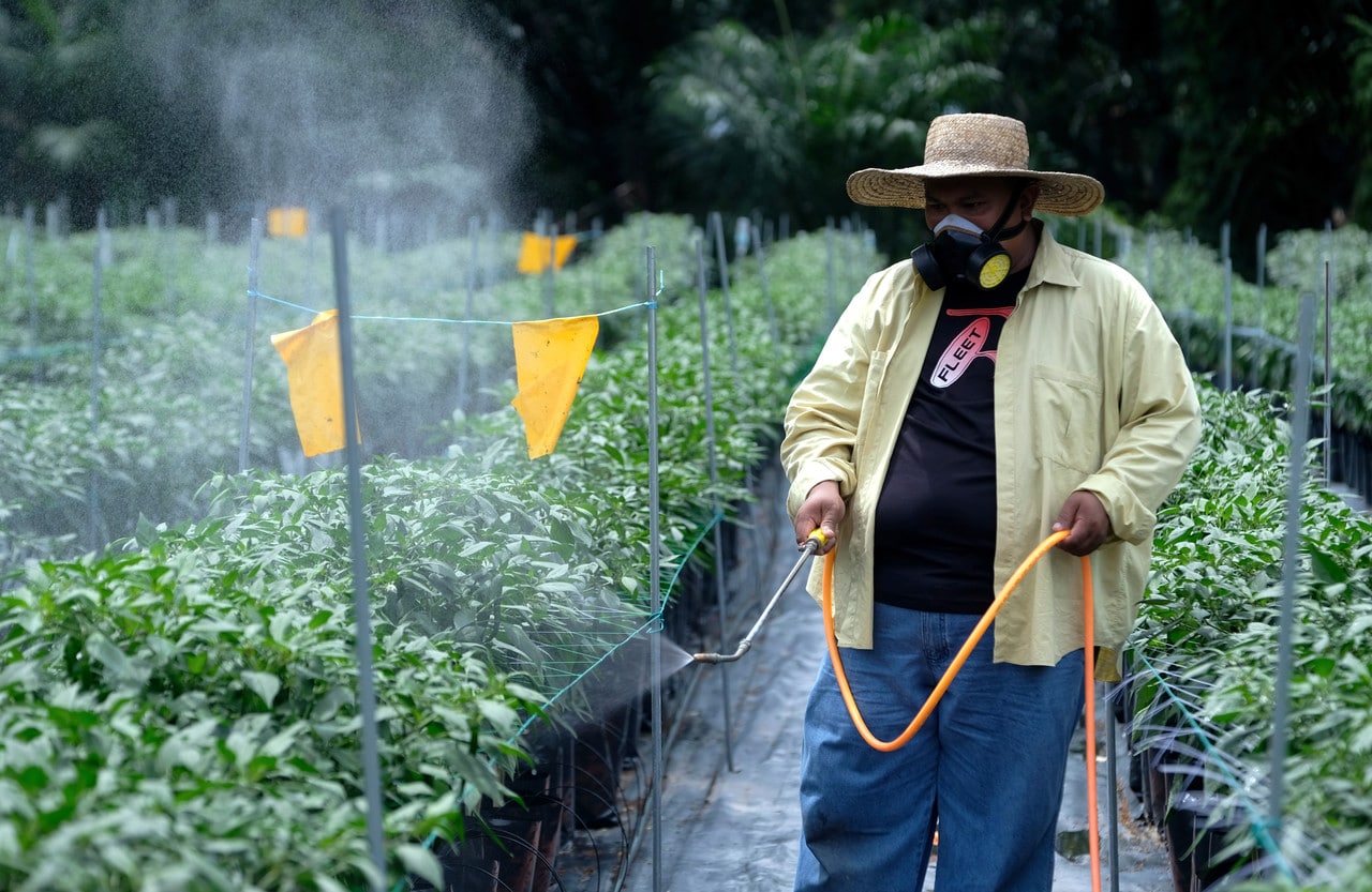 AgroSel bantu jual lambakan hasil tani, harga murah 50 peratus