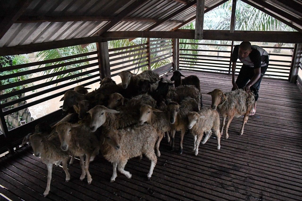 Pemuda OKU cekal redah banjir pastikan ternakan dapat makanan