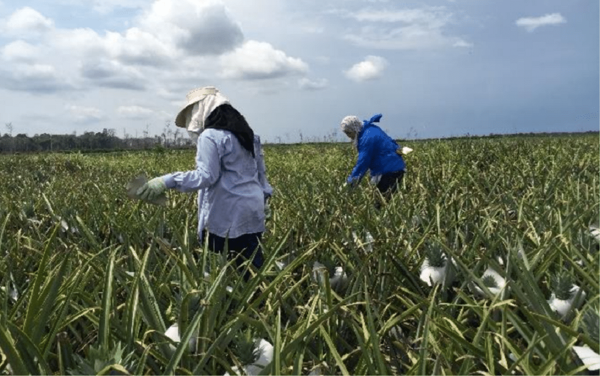 Vocational college student participation still low, agriculture programmes to be improved — Radzi