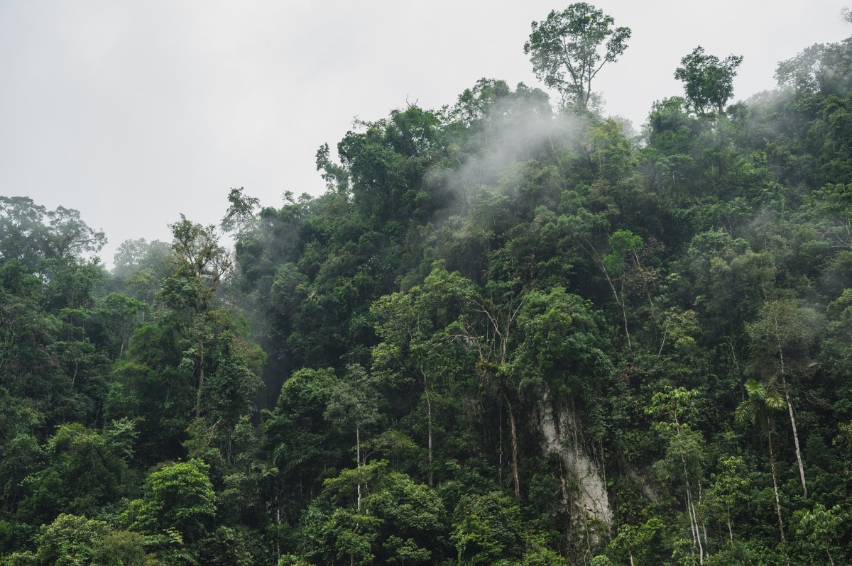 Illegal logging detected in 16 Kelantan forest reserves