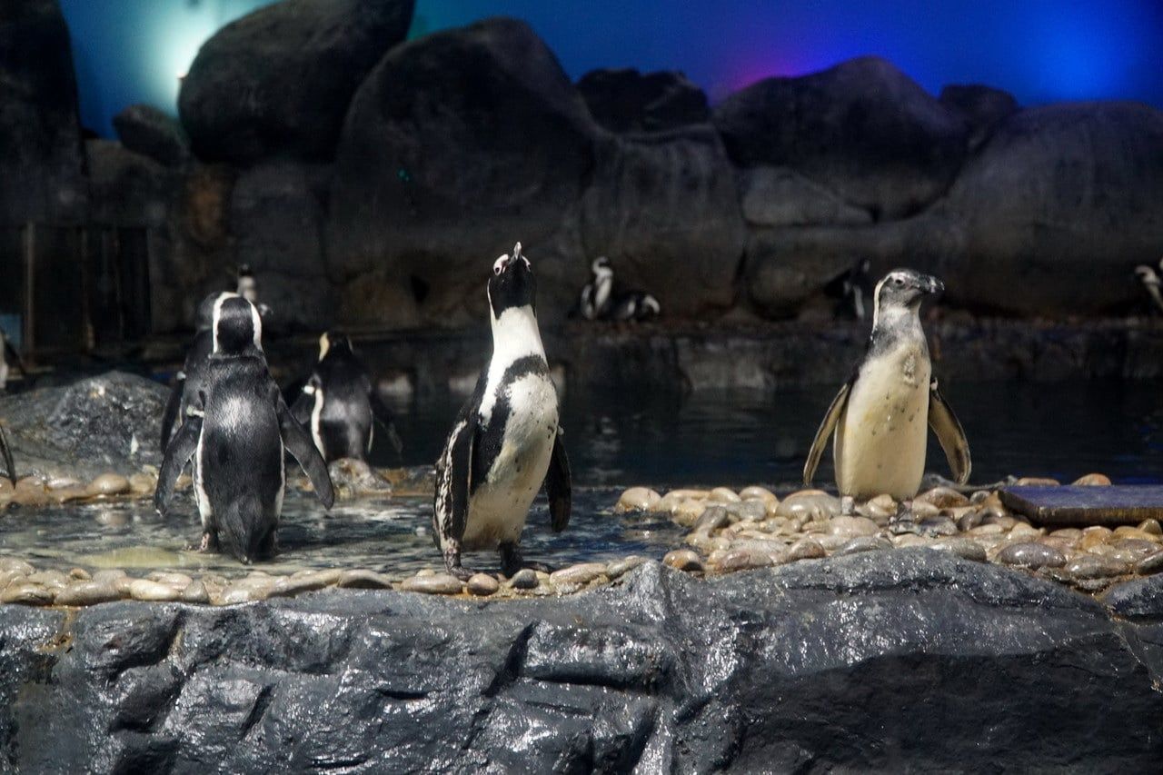 Underwater World Langkawi sambut kelahiran dua anak penguin Afrika