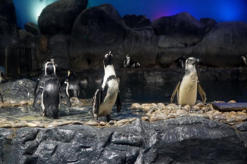 Underwater World Langkawi sambut kelahiran dua anak penguin Afrika