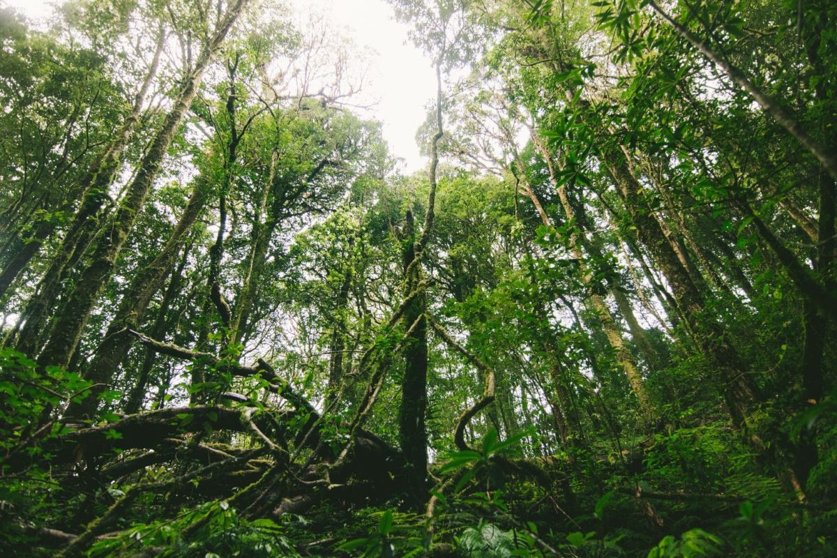 New permanent forest reserve gazetted in Mukim Petaling