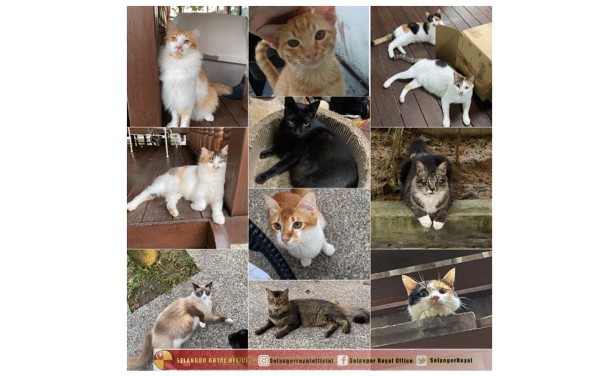 Tengku Permaisuri expresses disappointment at continued animal cruelty by people