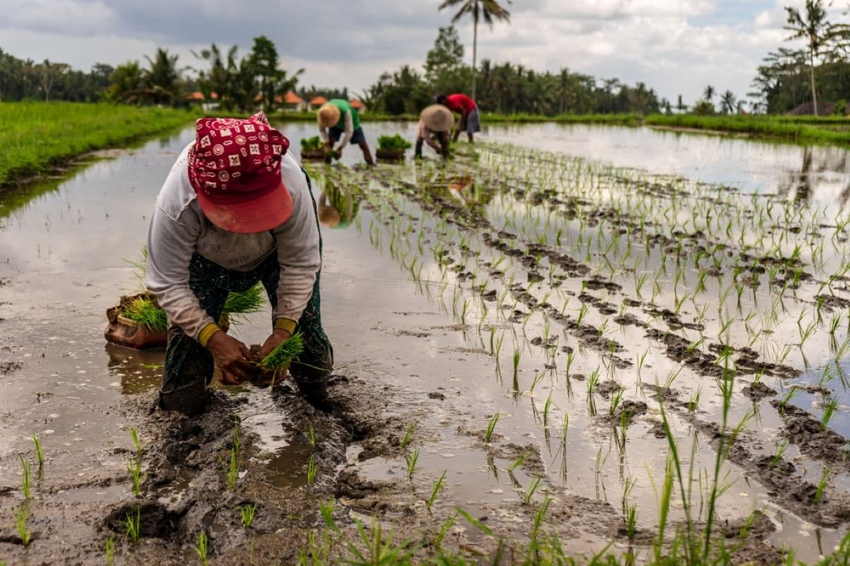 PM foresees major agricultural transformation within two years
