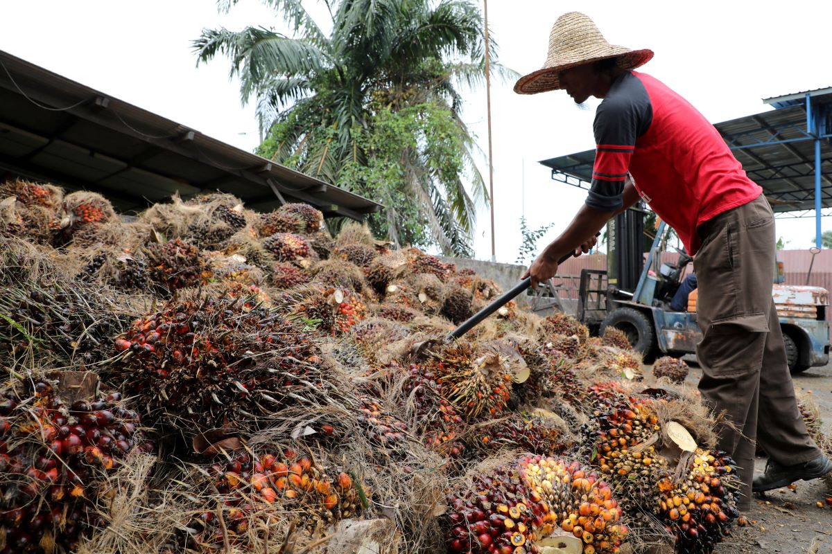 Malaysia records agricommodity exports of RM117bln up to September