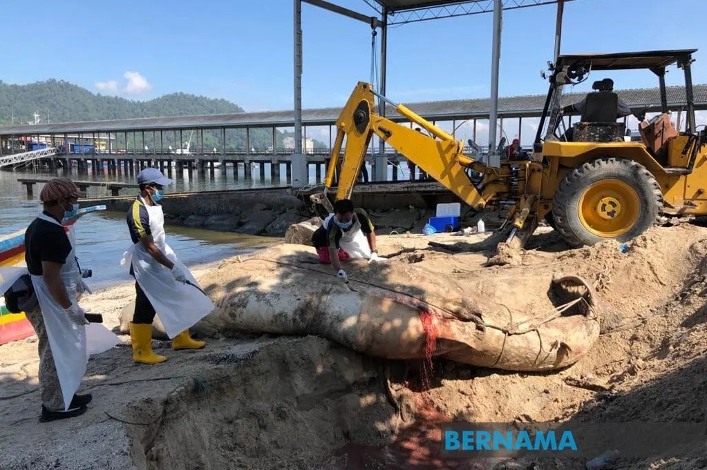 Whale shark carcass found floating off Pulau Pangkor