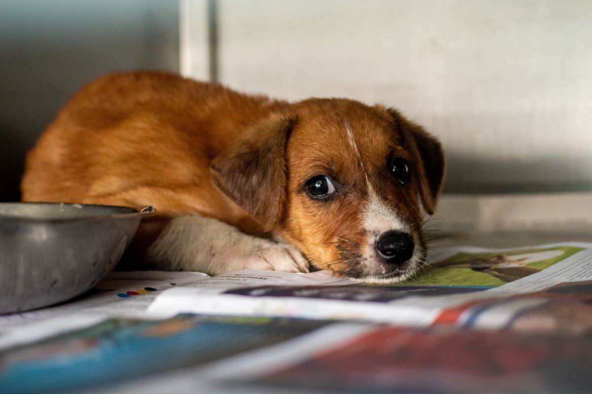 Over 12,000 complaints on animal abuse, neglect lodged since 2021