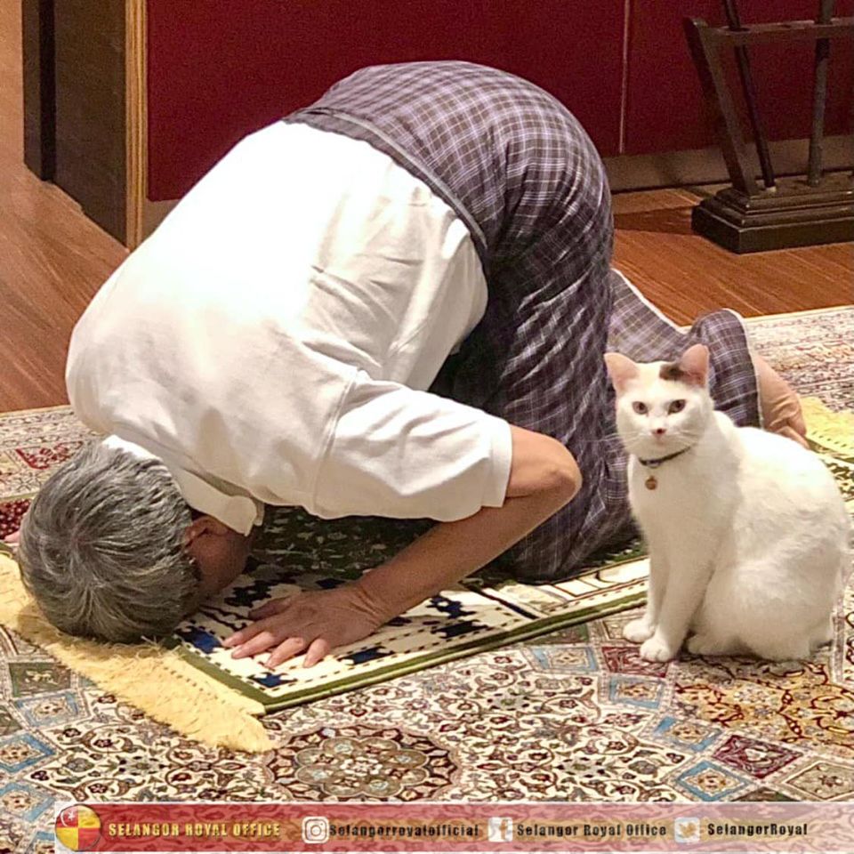 Sultan Selangor, Tengku Permaisuri selamatkan lebih 100 kucing