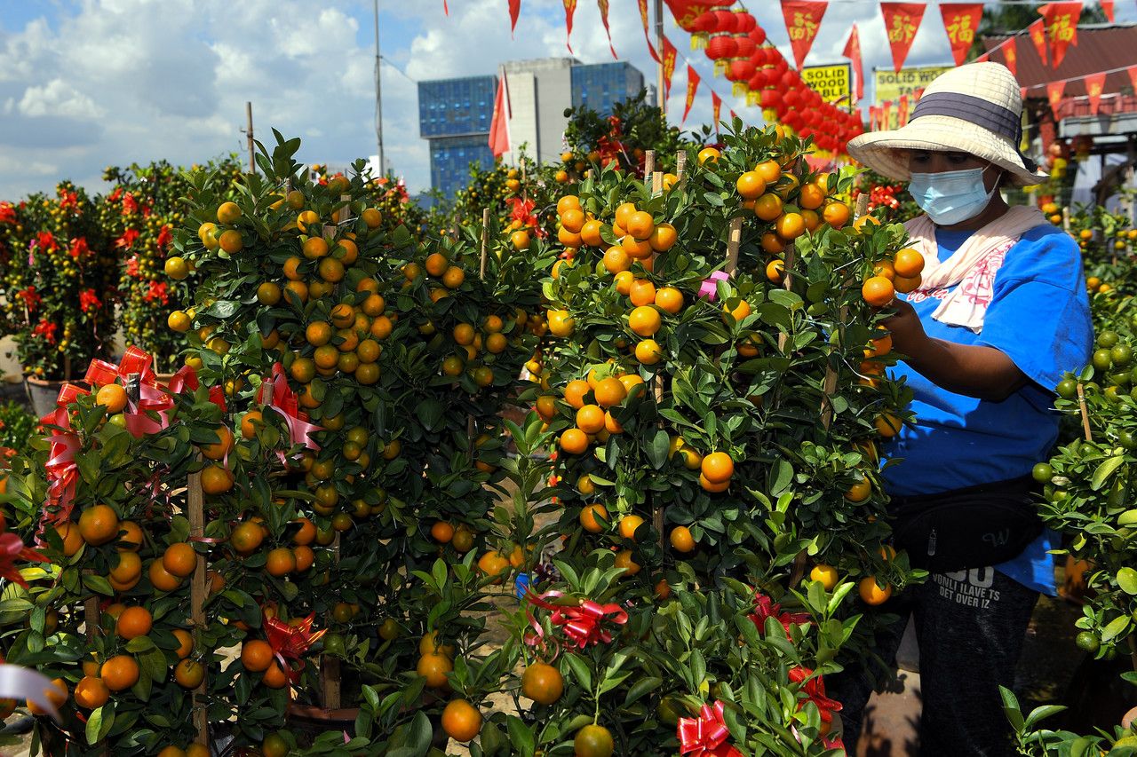 Pokok limau hiasan masih popular, penyeri sambutan Tahun Baharu Cina