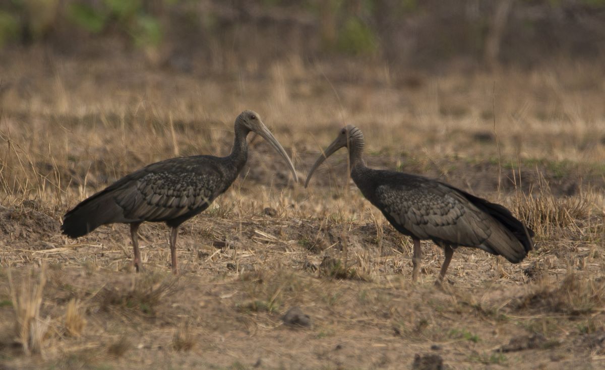 Rare giant birds, banteng killed in Cambodian wildlife sanctuaries