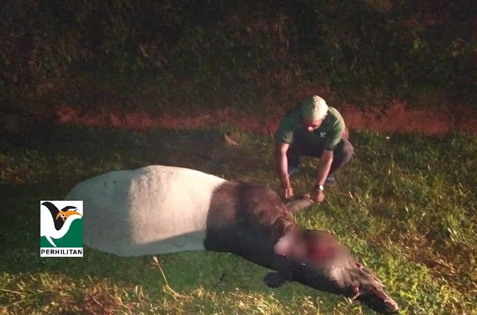 92 Tapir Malaya mati akibat kemalangan jalan raya sepanjang 2015-2020