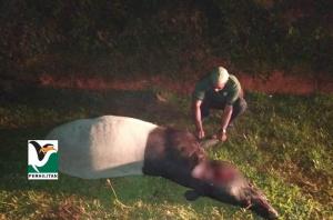 92 Tapir Malaya mati akibat kemalangan jalan raya sepanjang 2015-2020
