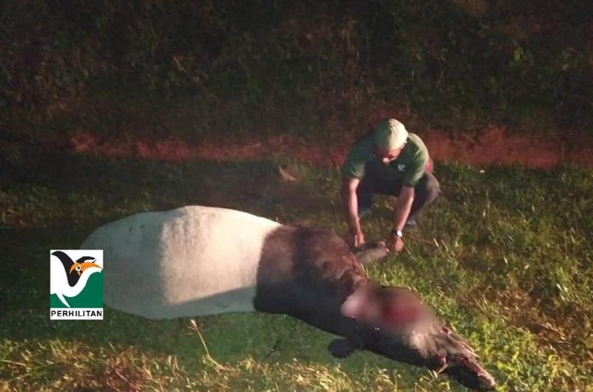 92 Tapir Malaya mati akibat kemalangan jalan raya sepanjang 2015-2020