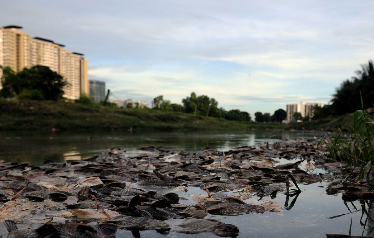 Selangor DoE probes cause of dead fish in Sungai Damansara