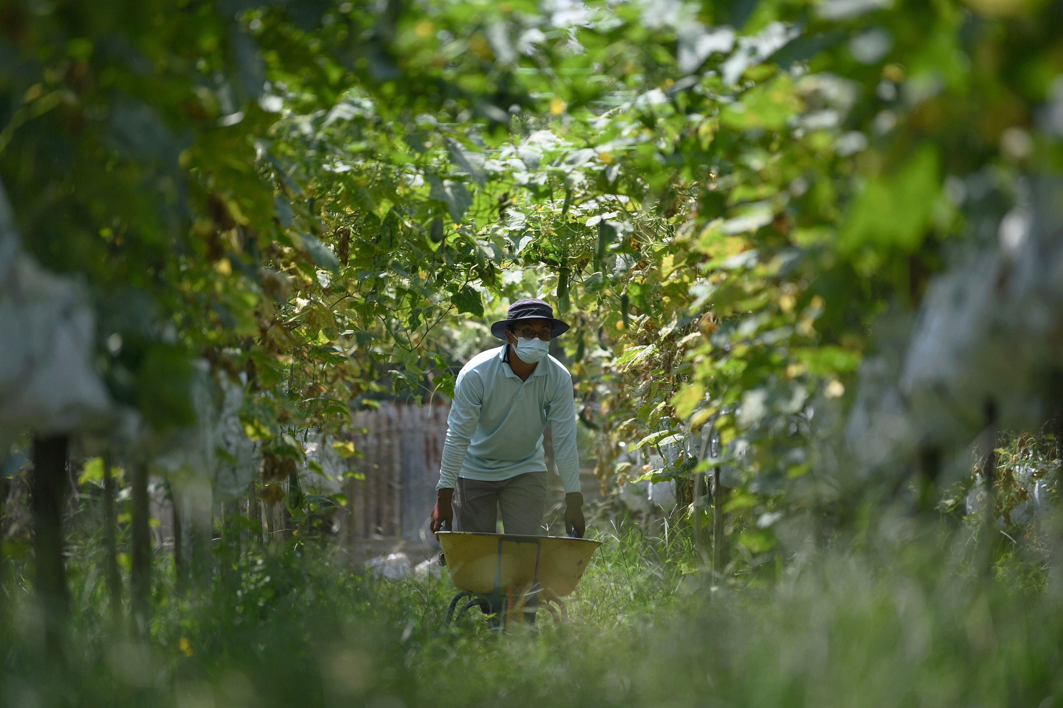 雪州寻新届农业代言人    依兹汉吁务农者20日前报名