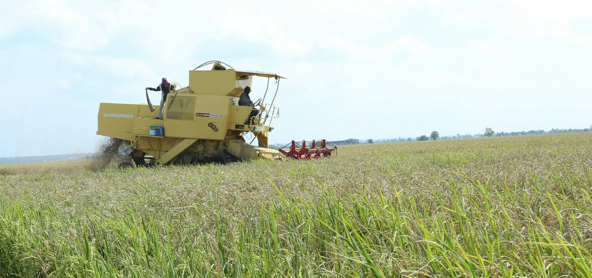 Groundwater storage system necessary to sustain padi and rice production — MAFI