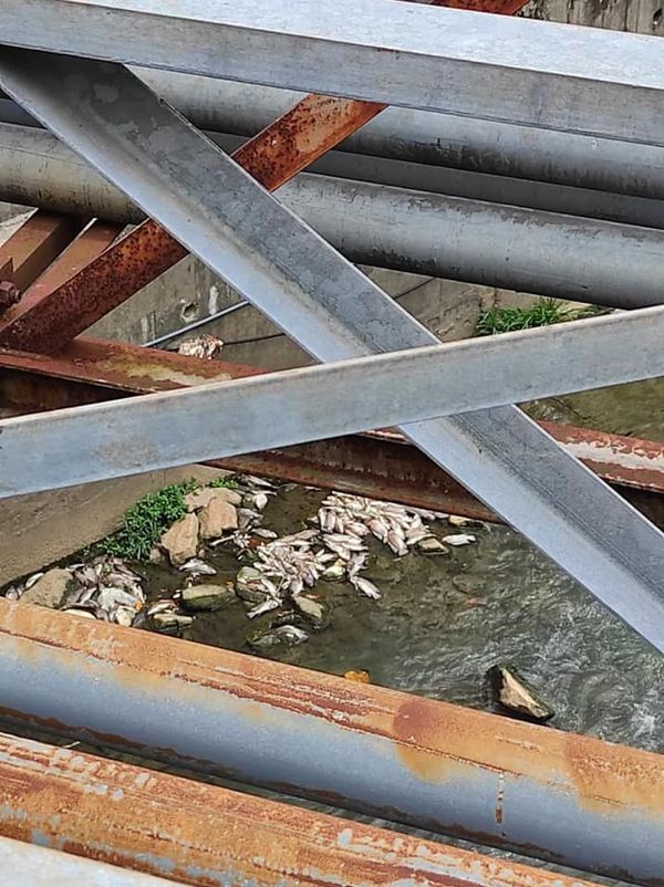 彻查本查拉河鱼群死亡 雪州严惩水源污染祸首