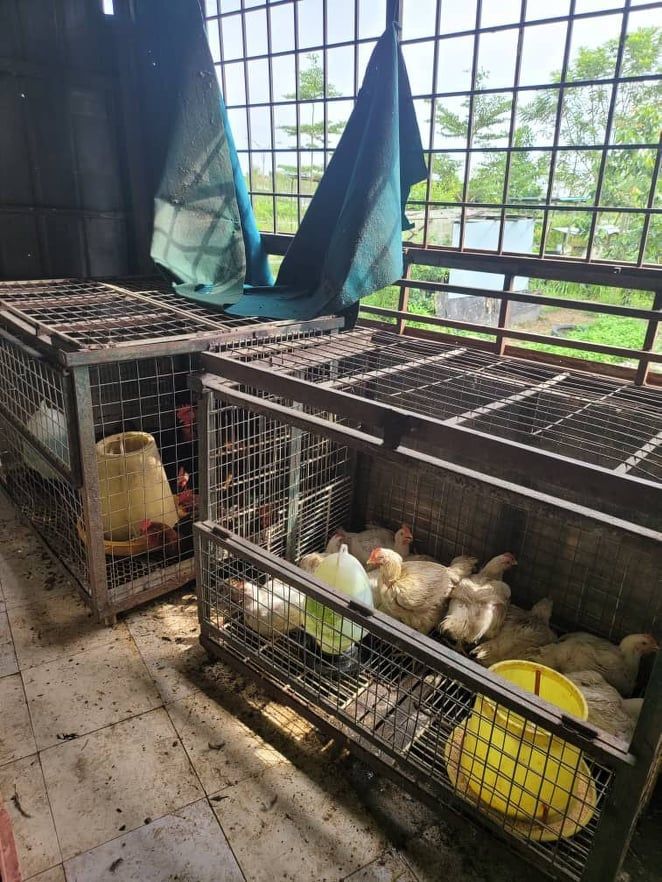 2商人违例剪发售活鸡 士拉央市会各开1000罚单