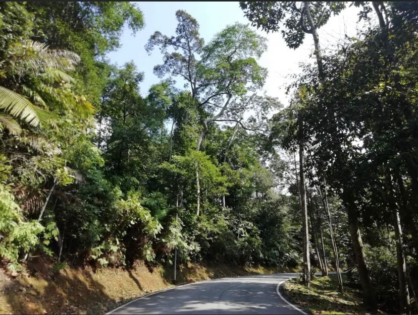 Kerajaan PAKATAN prihatin kekalkan hutan simpan, buat penggantian serentak