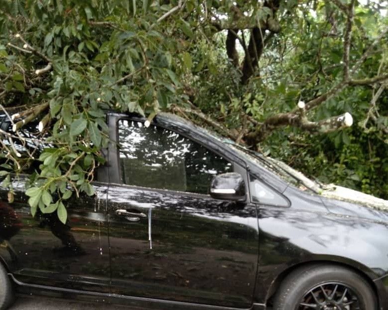 Pokok tumbang hempap kereta, dua beranak selamat