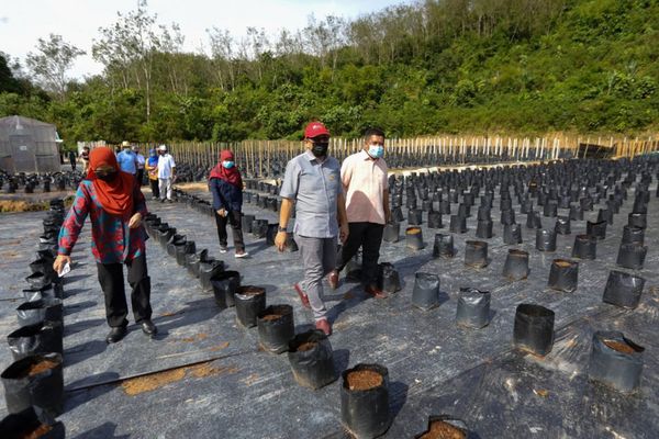 雪州政府已花费340万 助农畜牧业度过行管令难关