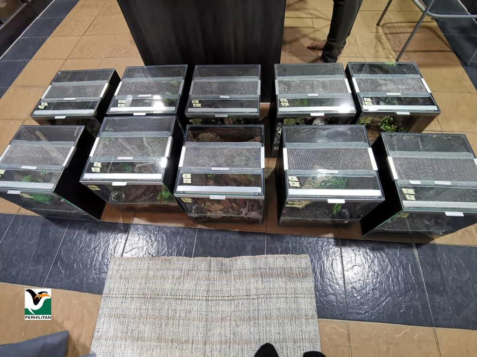 Perhilitan rampas 12 ekor tarantula pelbagai spesies
